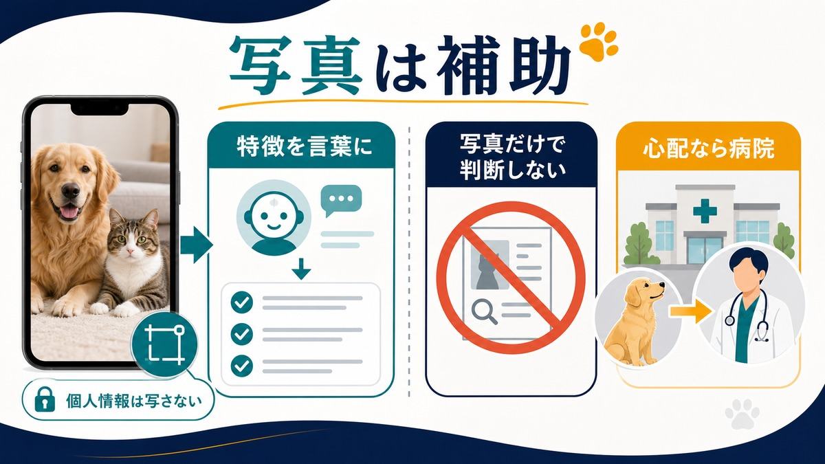 ペット写真をAIで使うときの補助範囲と限界