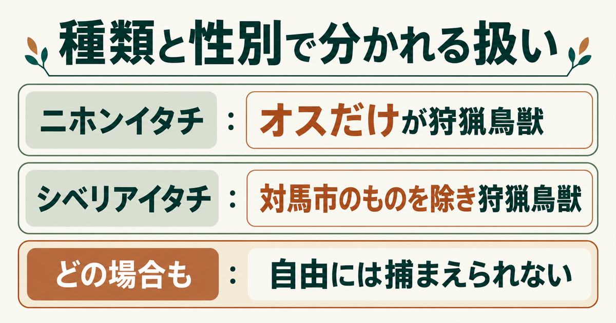 イタチの仲間の扱いを文字だけで示した図。ニホンイタチはオスだけが狩猟鳥獣、シベリアイタチは長崎県対馬市にすむものを除き狩猟鳥獣。どの場合も自由には捕まえられない
