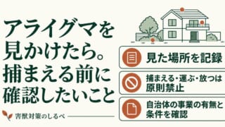 アライグマを見かけたら。捕まえる前に確認したいことのイメージ